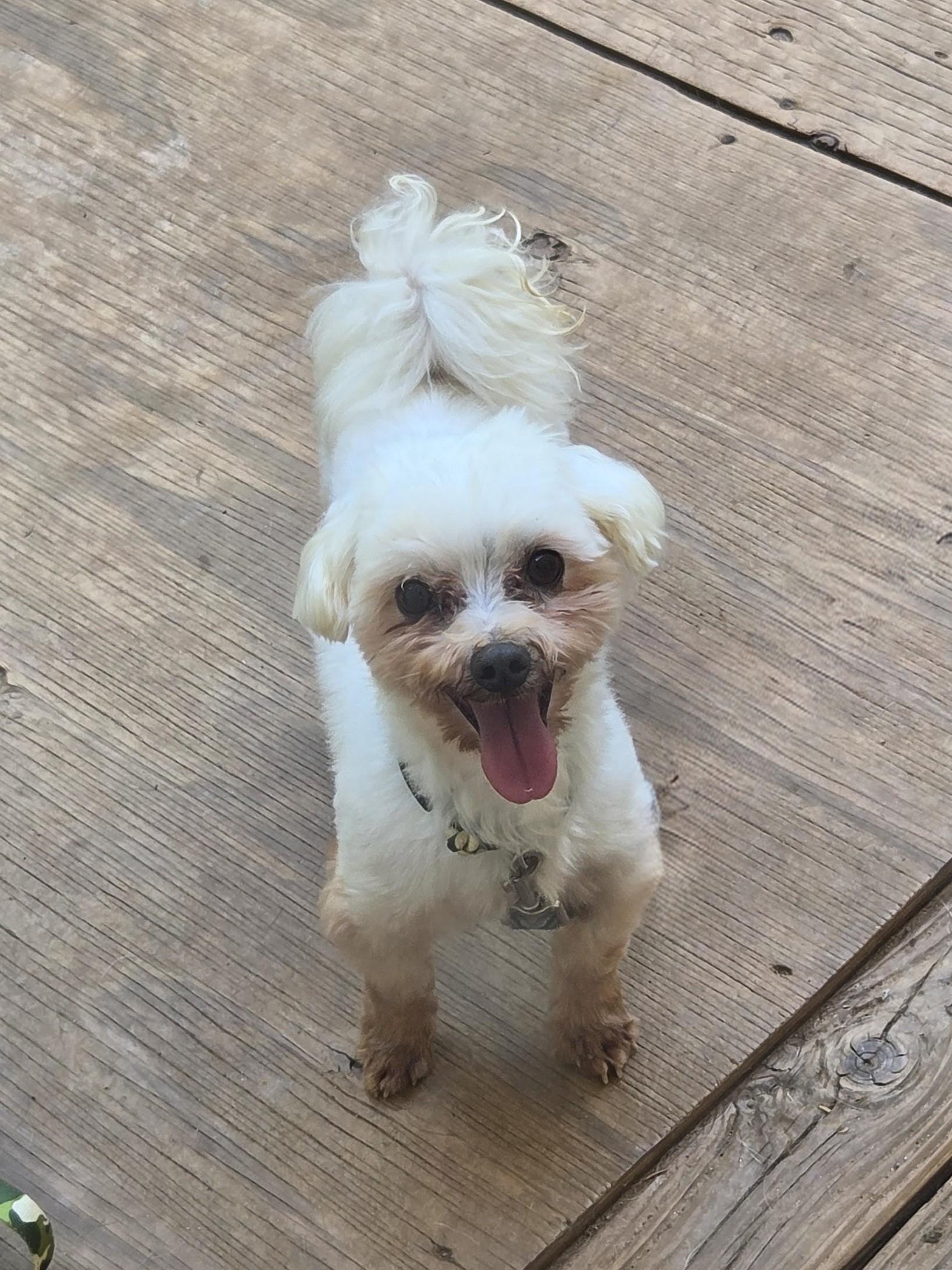 Enlarge ENGLAND, a Adopted Maltese in Troutman, NC image 3/5