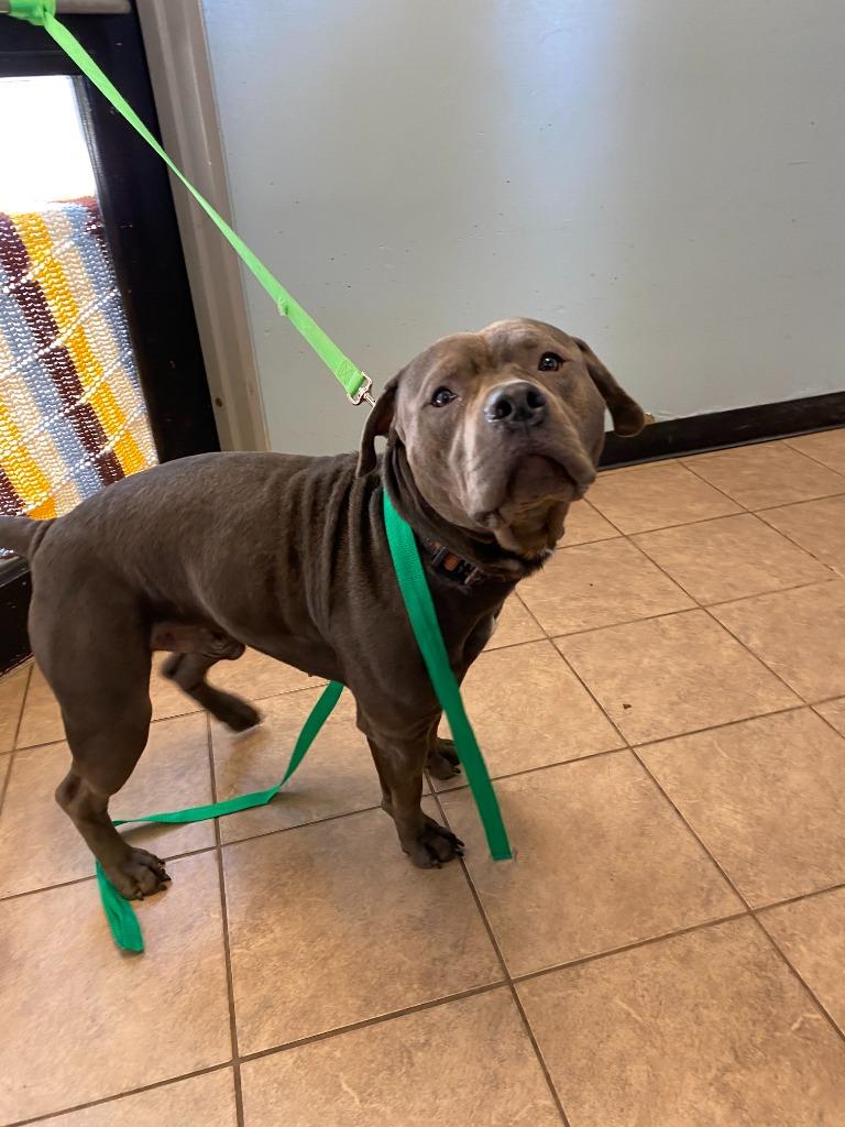 Enlarge King, a Adoptable Pit Bull Terrier in Marion, OH image 1/5