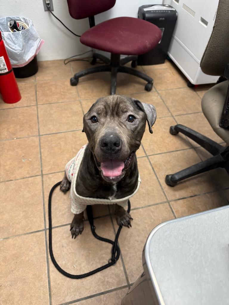 Enlarge King, a Adoptable Pit Bull Terrier in Marion, OH image 2/5