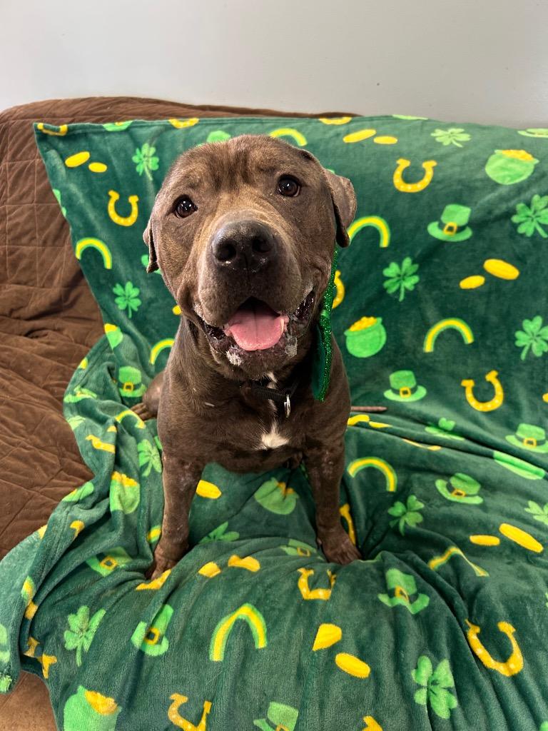 King, Adoptable, Adult Male Pit Bull Terrier.