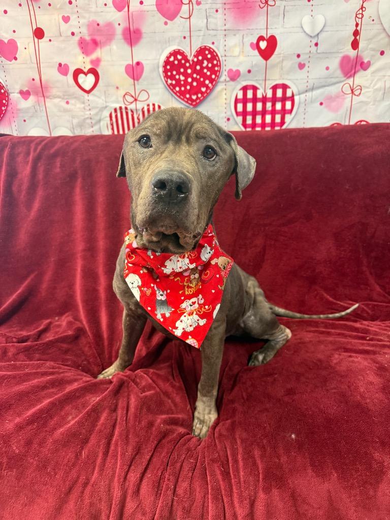 Enlarge King, a Adoptable Pit Bull Terrier in Marion, OH image 3/5