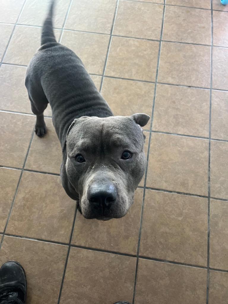 Enlarge King, a Adoptable Pit Bull Terrier in Marion, OH image 4/5