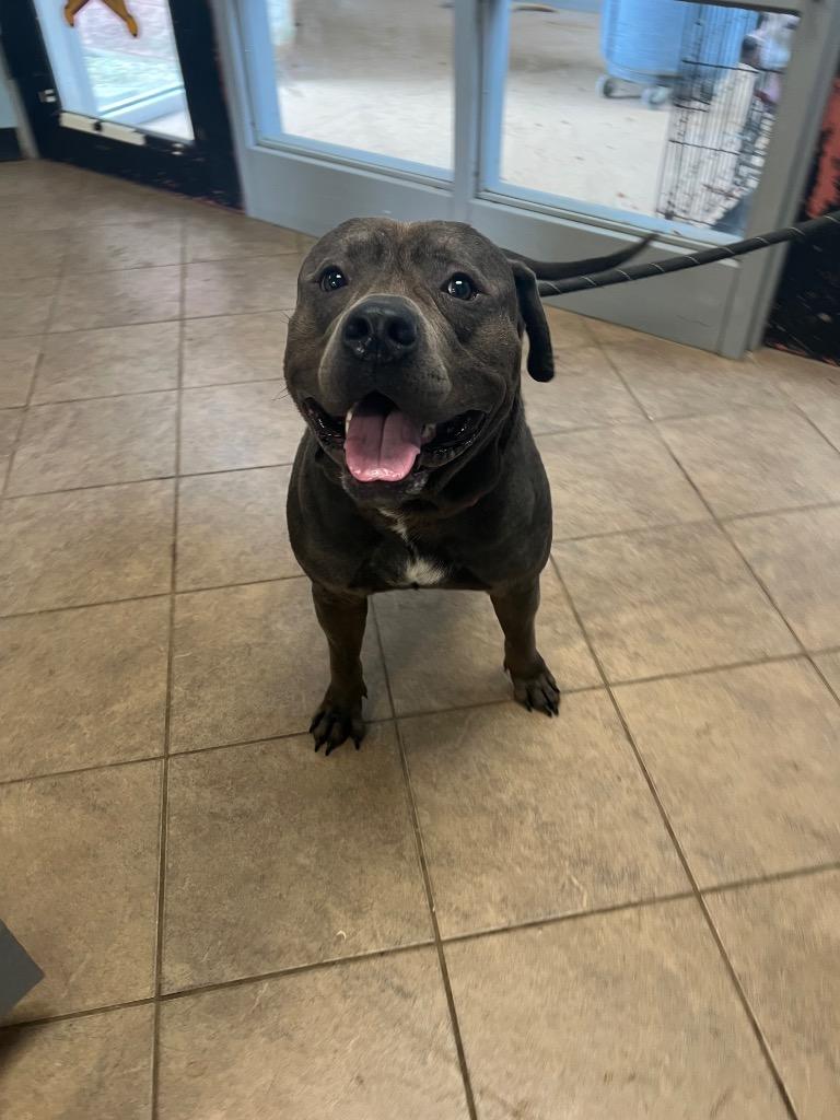 Enlarge King, a Adoptable Pit Bull Terrier in Marion, OH image 5/5