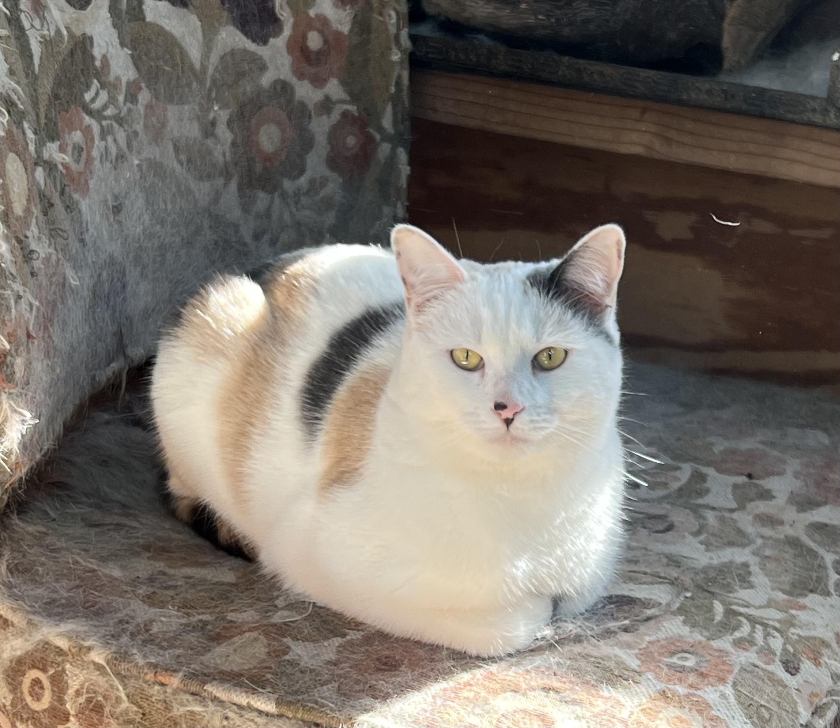 Lemonade, ADOPTABLE, Adult Female Extra-Toes Cat / Hemingway Polydactyl.