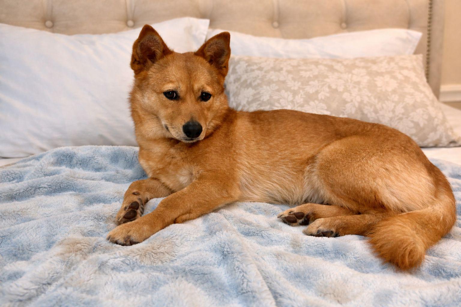 Minnie, adopted, Young Female Mixed Breed.