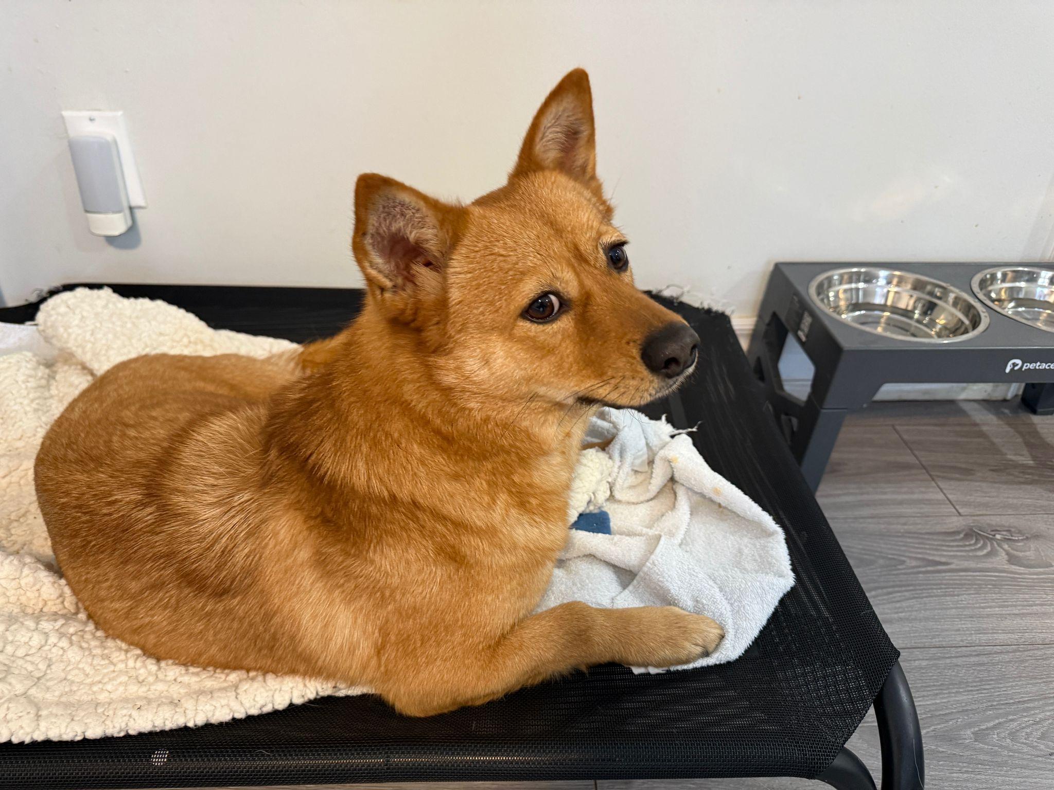 Enlarge Minnie, an adopted Mixed Breed in Markham, ON image 4/4