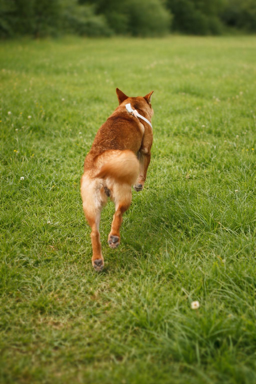 Enlarge Minnie, a ADOPTABLE Mixed Breed in Markham, ON image 2/2