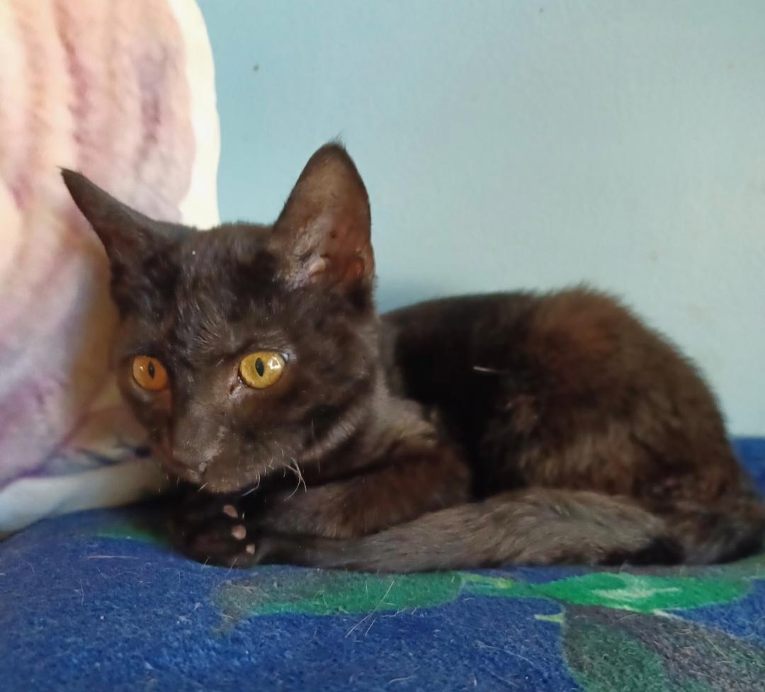 Alice, a Adoptable mixed breed in Clayton, NJ image 1/2