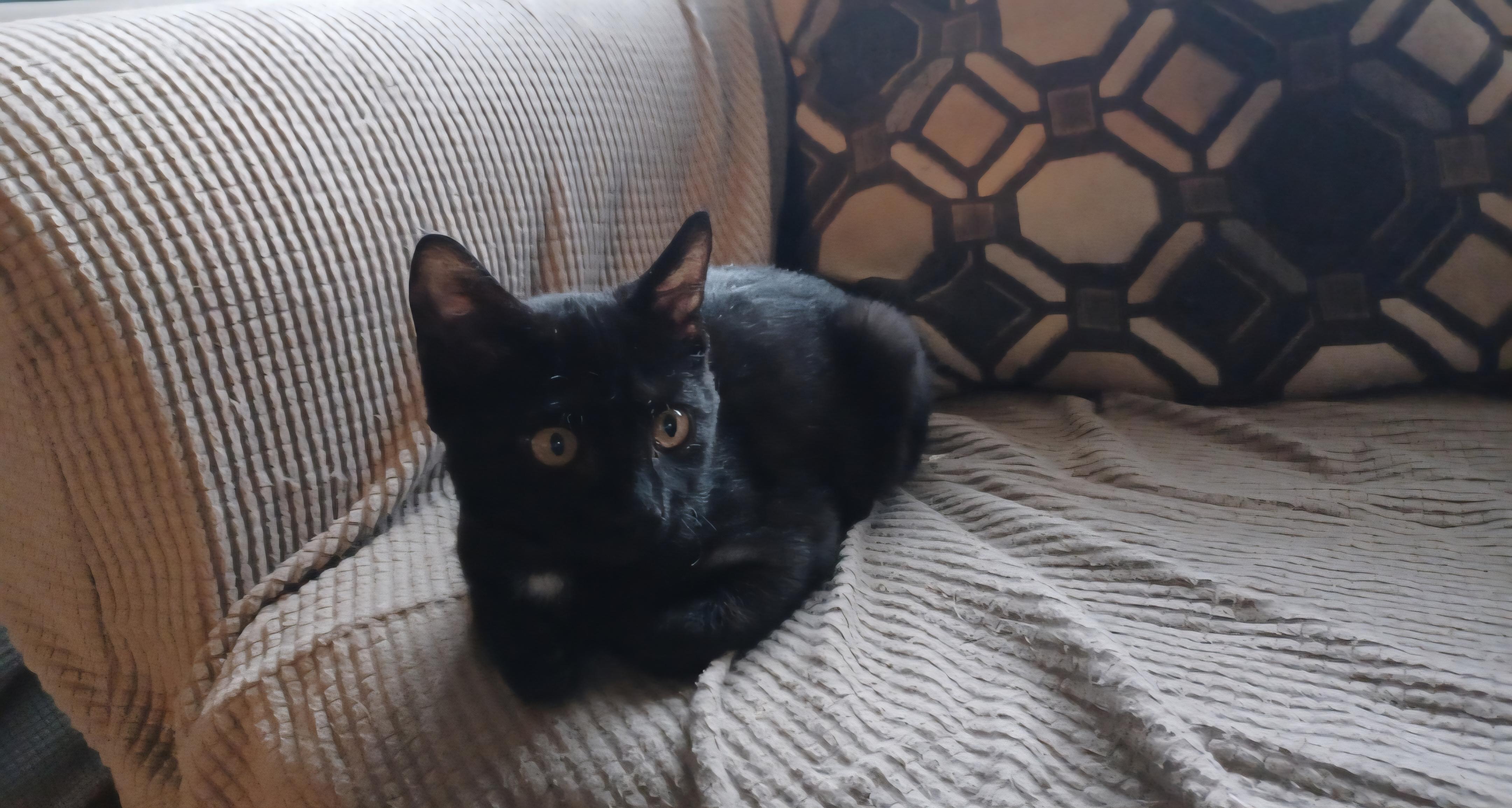 Alice, a Adoptable mixed breed in Clayton, NJ image 2/2