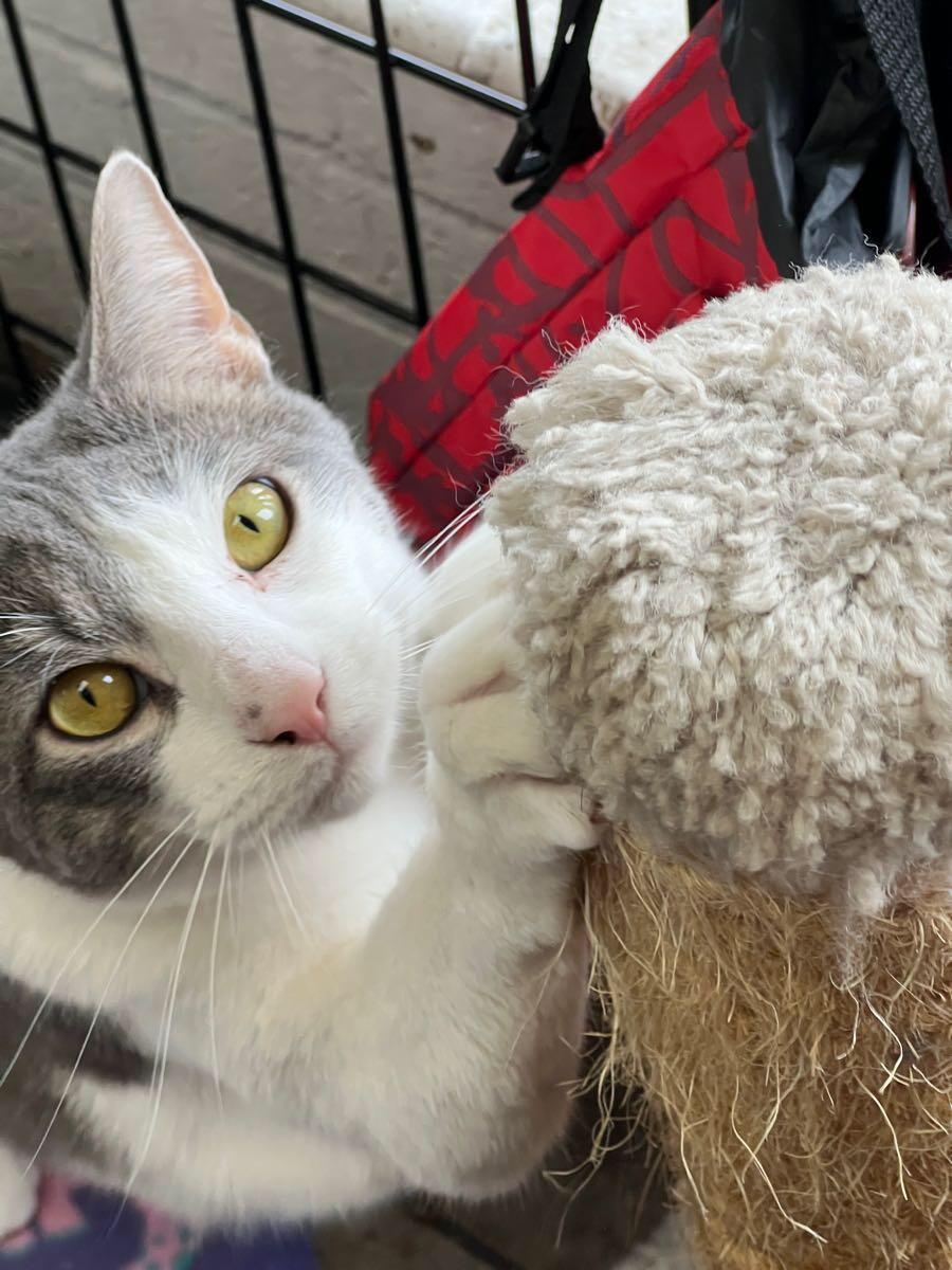 Weather, an adopted Domestic Short Hair in Lincolnwood, IL image 1/3