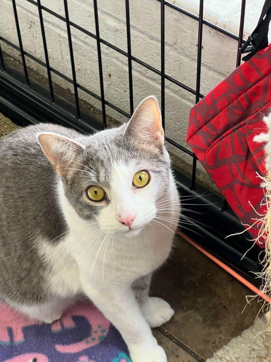 Weather, an adopted Domestic Short Hair in Lincolnwood, IL image 3/3