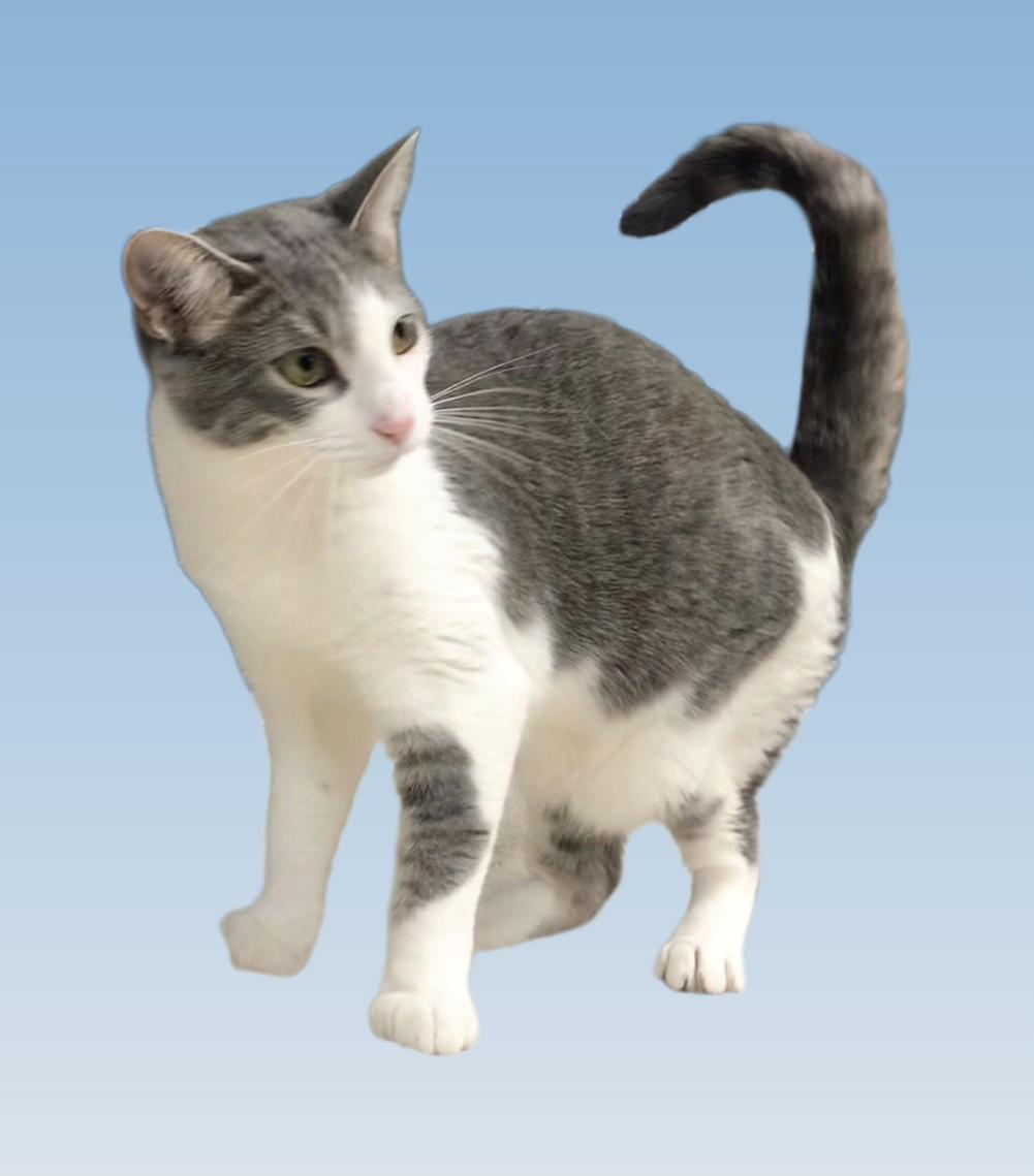 Weather, an adopted Domestic Short Hair in Lincolnwood, IL image 2/3