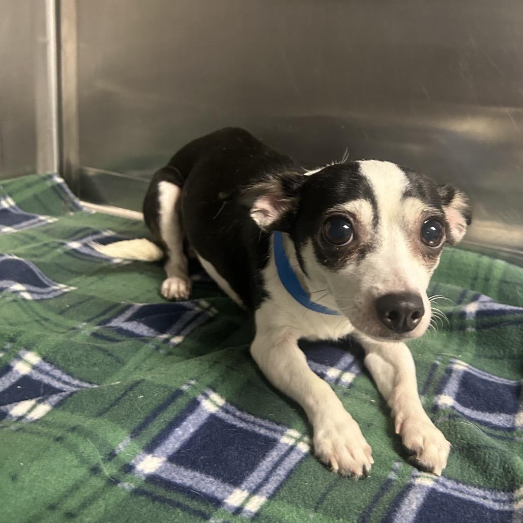 LC-11 "Paloma", Adoptable, Adult Female Chihuahua.