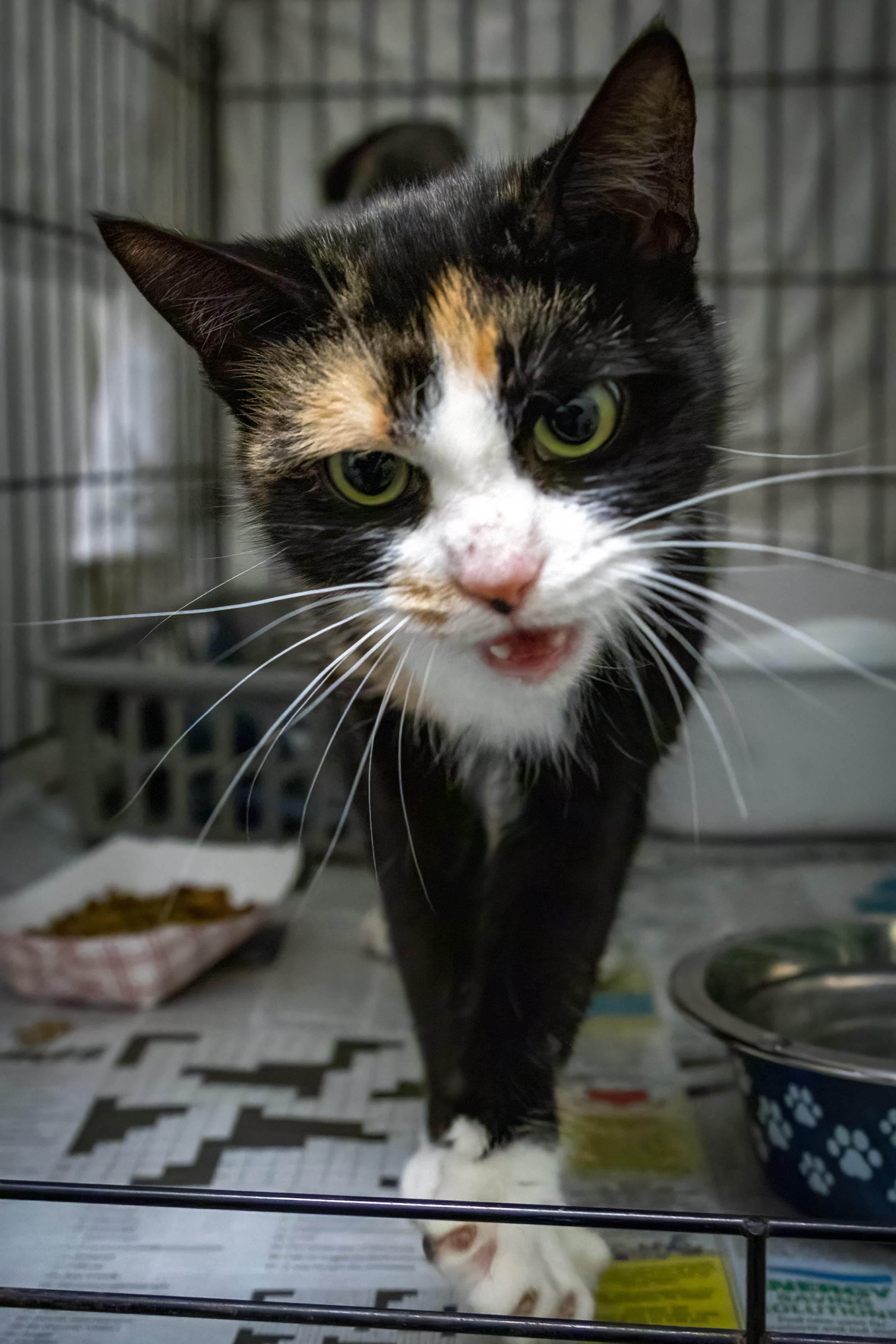 Pandora (FCID# 10/23/2025 - 61 Trainer)