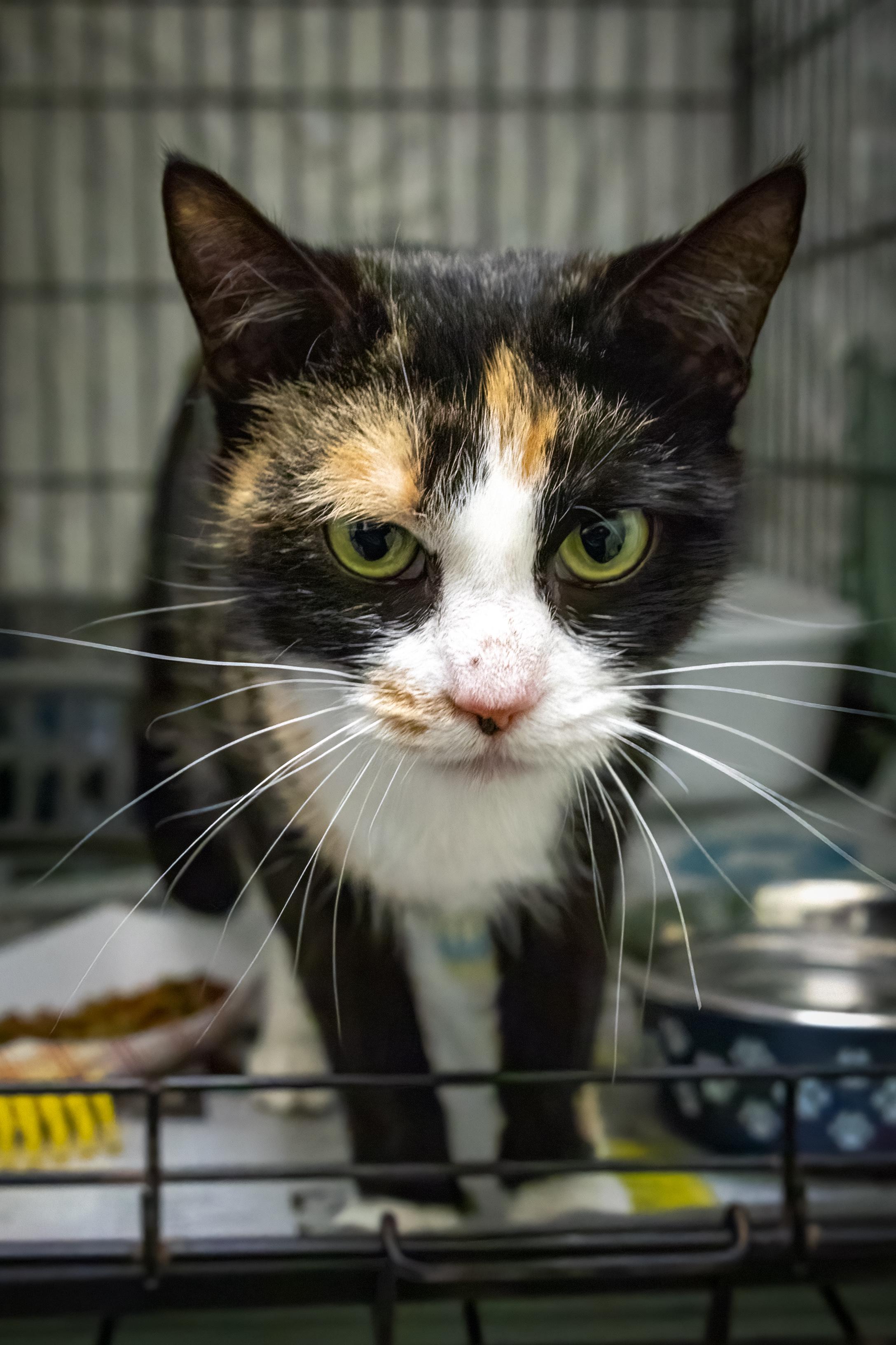 Pandora (FCID# 10/23/2025 - 61 Trainer)