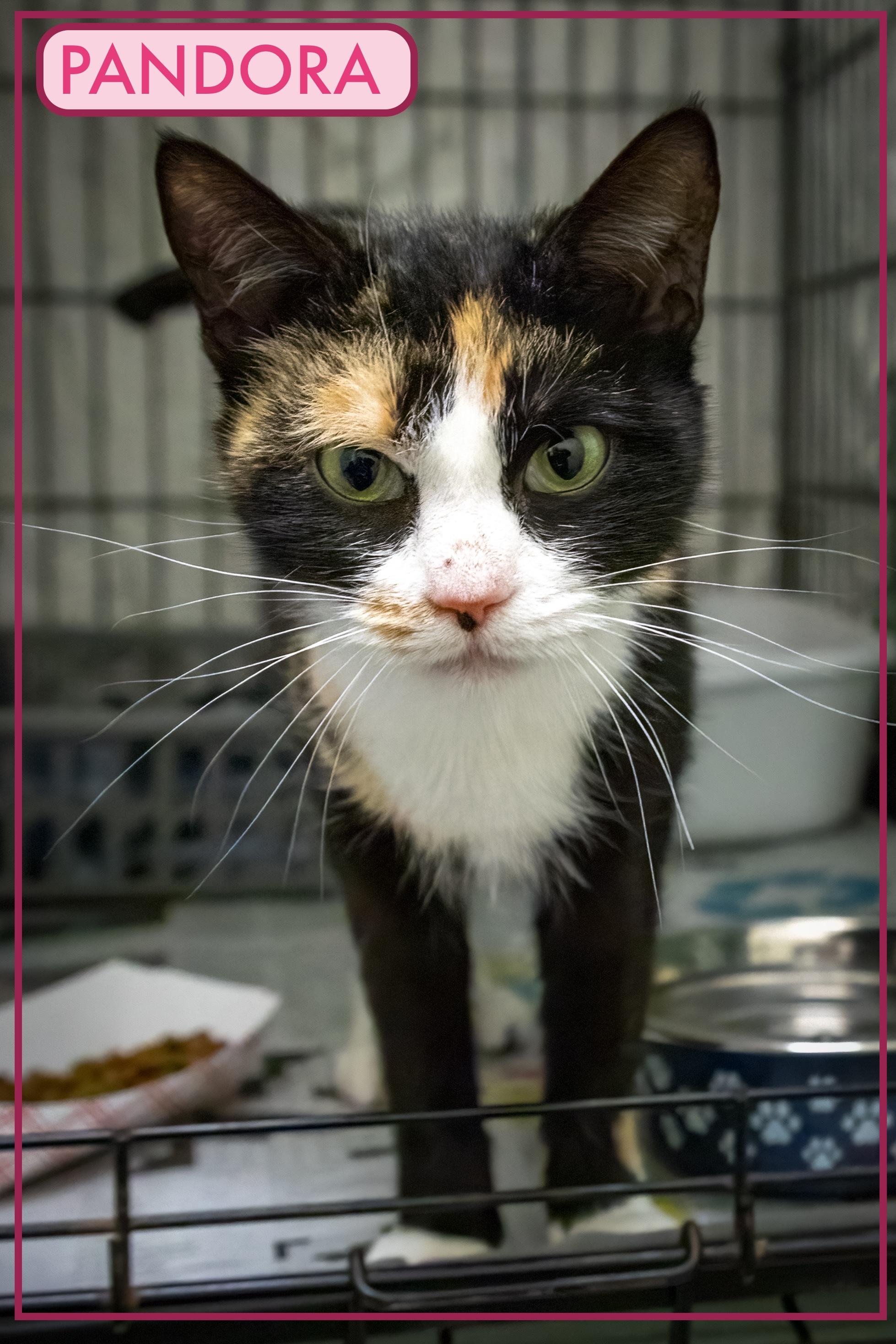 Pandora (FCID# 10/23/2025 - 61 Trainer)