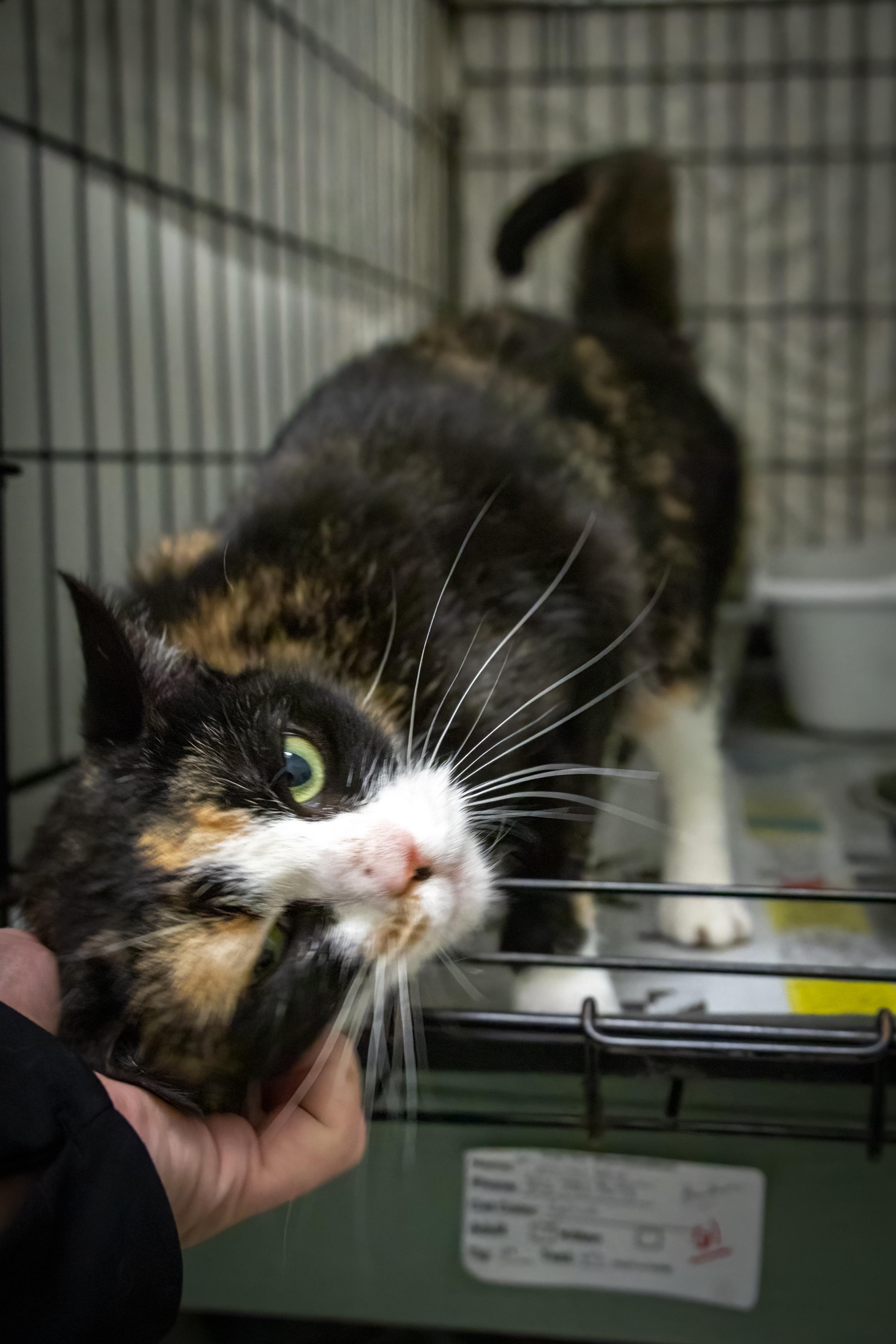 Pandora (FCID# 10/23/2025 - 61 Trainer)