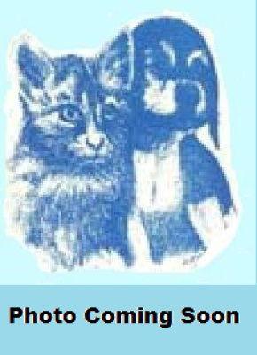 Charlie, Adoptable, Adult Female Labrador Retriever.