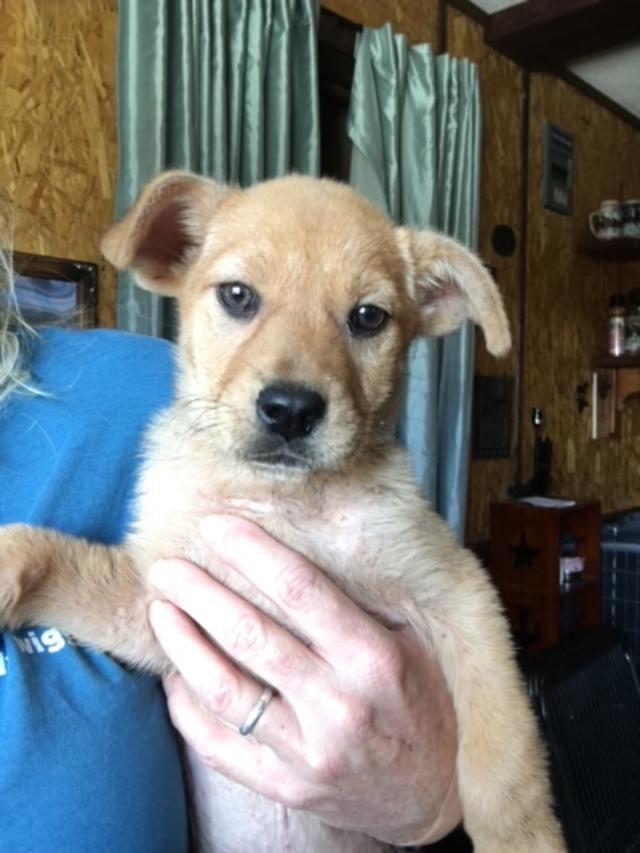 Ginger, Adopted, Puppy Female Scottish Terrier & Chihuahua.