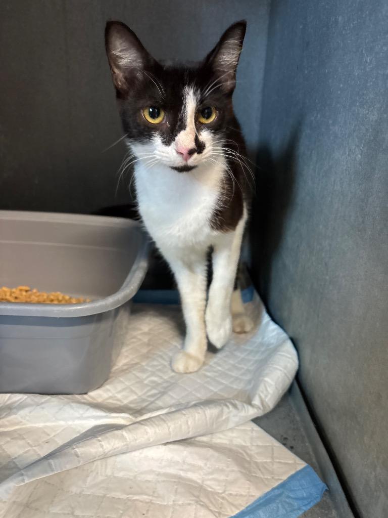 Tater Tot, Adoptable, Young Female Domestic Short Hair.