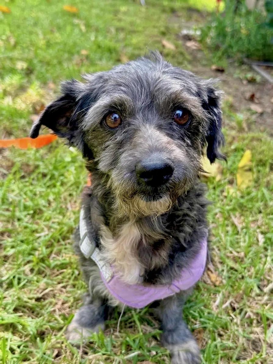 Charley, Adoptable, Senior Male Mixed Breed.