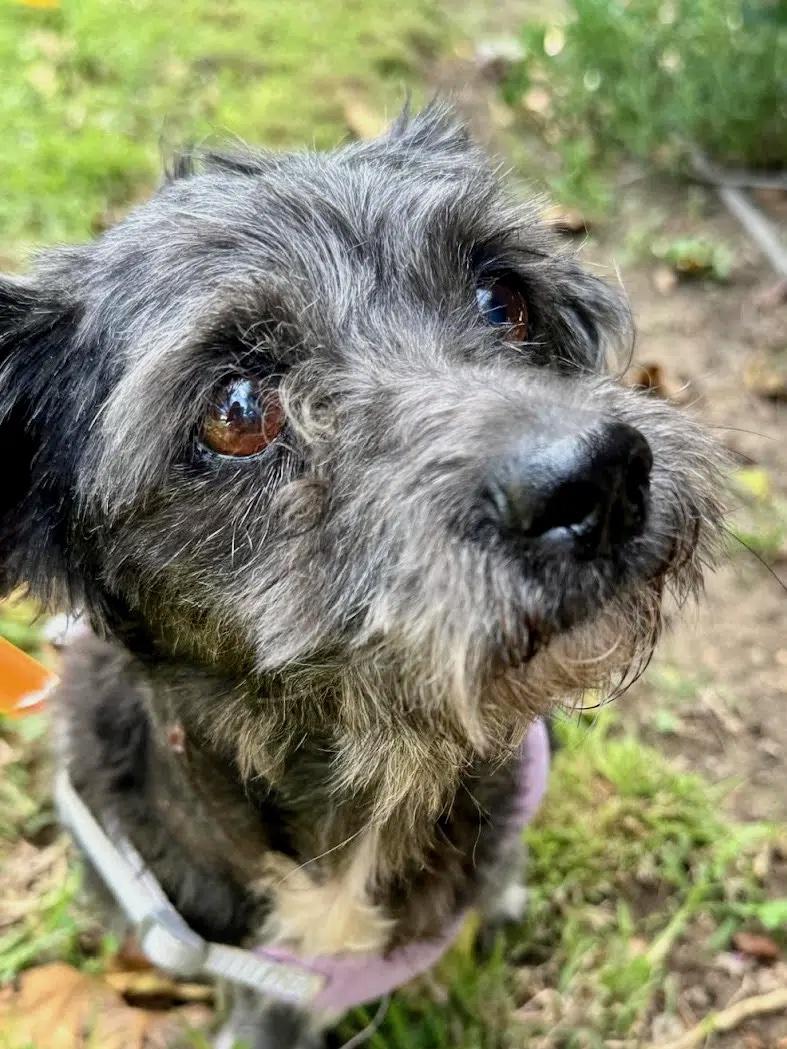 Enlarge Charley, a Adoptable mixed breed in South San Francisco, CA image 2/2