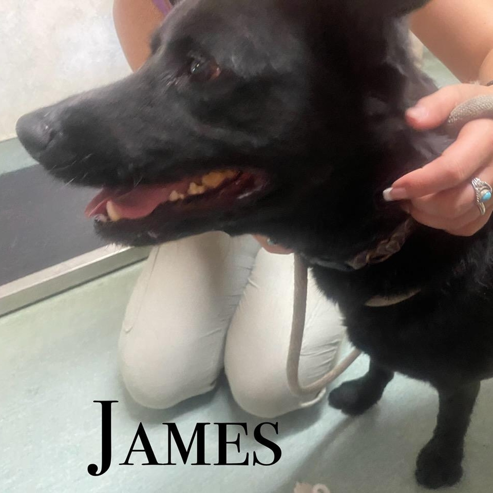 James, an adoptable Mixed Breed in Craig, CO, 81625 | Photo Image 2