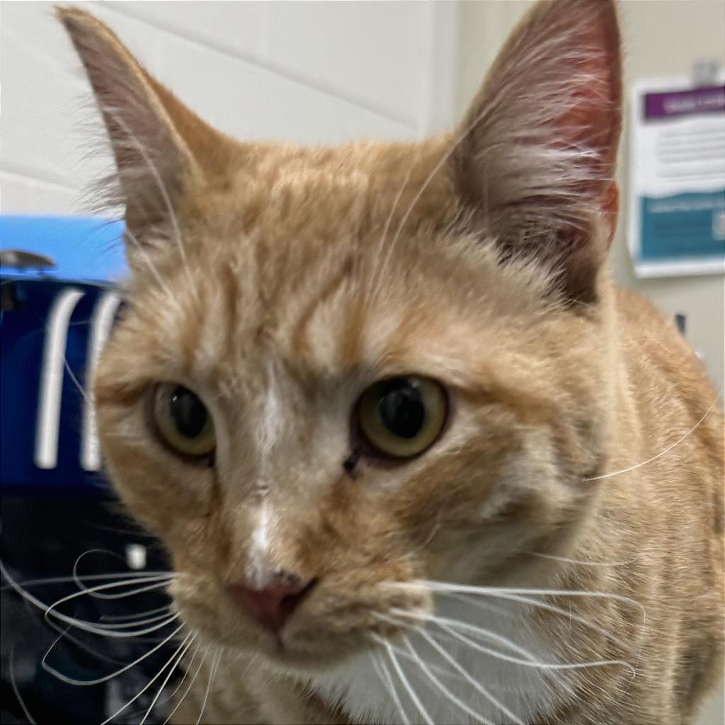 Hubble, Adoptable, Adult Male Domestic Short Hair.