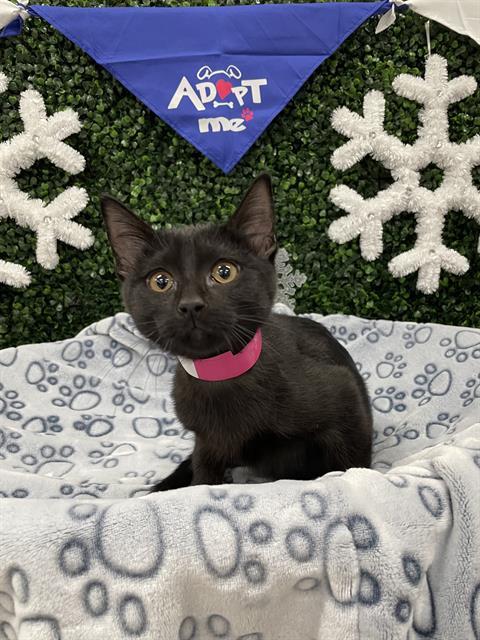 SABLE, Adoptable, Kitten Female Domestic Short Hair.
