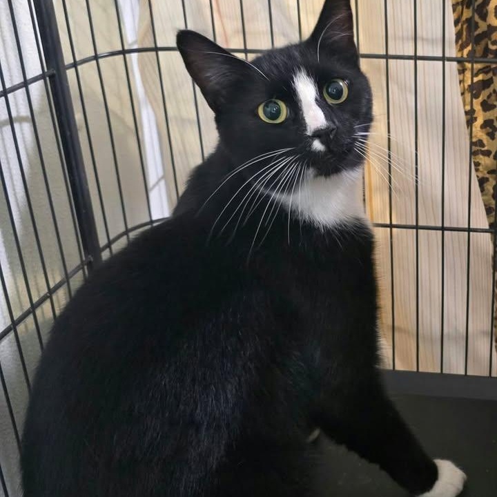 Newspaper, Adoptable, Young Male Domestic Short Hair.