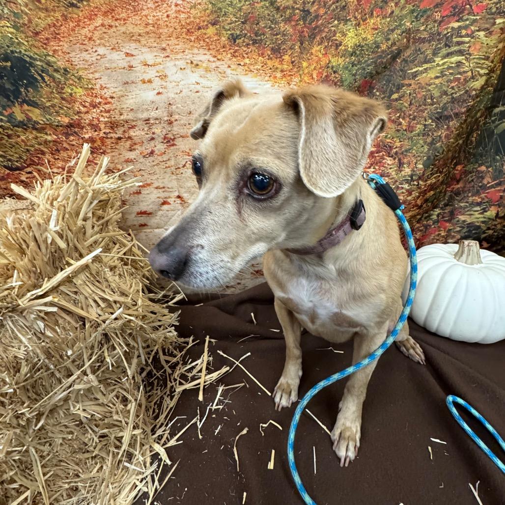 Bailey, Adoptable, Senior Female Hound & Chihuahua.