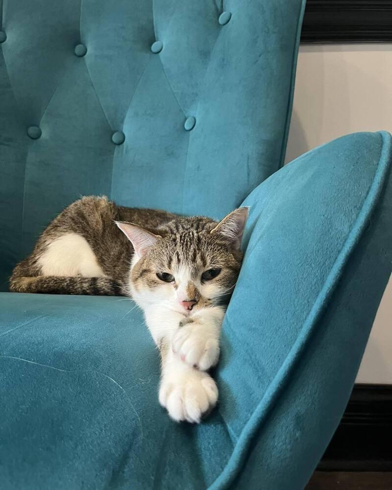 Fiona, a Adoptable Domestic Short Hair in O'Fallon, MO image 1/3