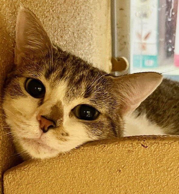 Fiona, a Adoptable Domestic Short Hair in O'Fallon, MO image 3/3