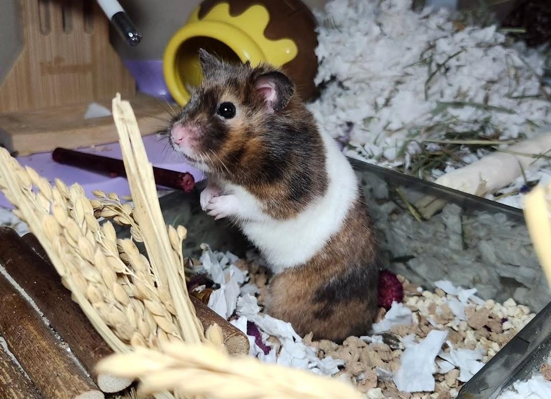 Samoa, ADOPTABLE, Adult Female Hamster.