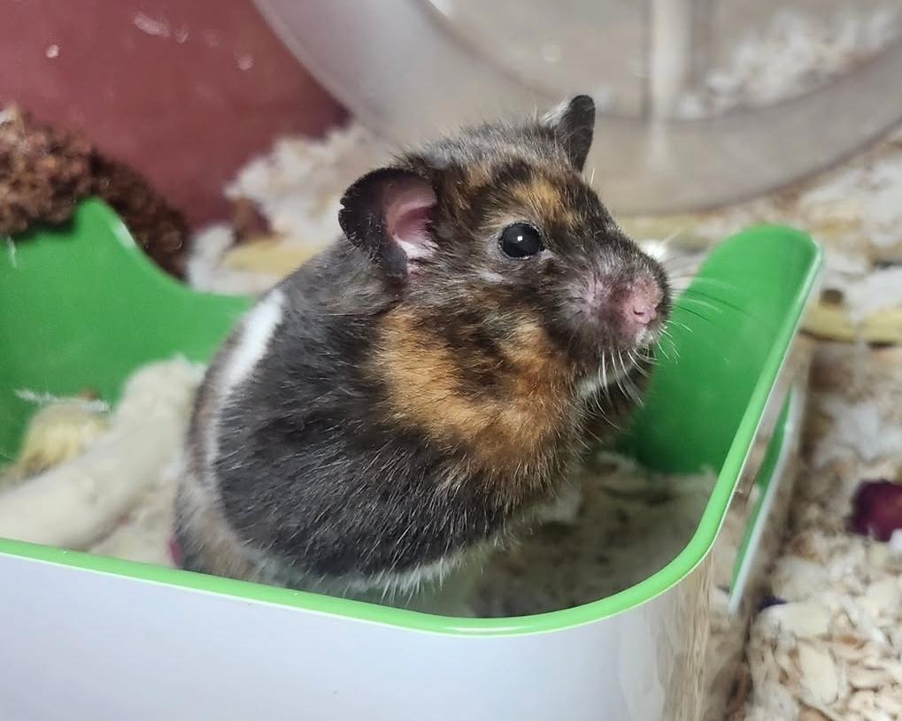 Enlarge Samoa, a ADOPTABLE Hamster in West Chester, OH image 2/2