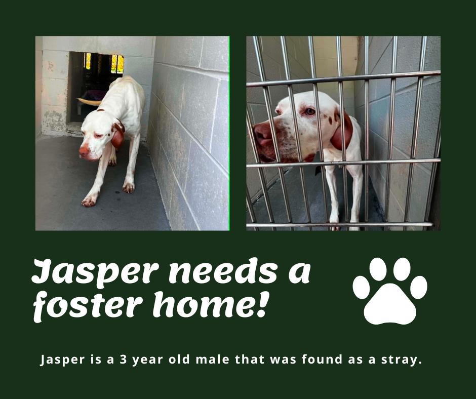 Needs Foster Jasper (SC), adopted, Adult Male English Pointer.