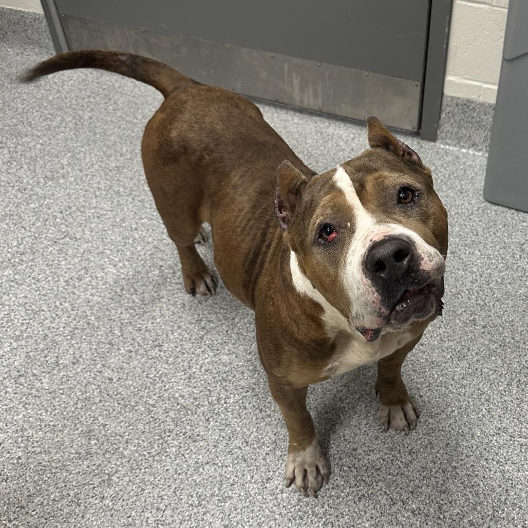 Luv, a Adoptable American Staffordshire Terrier in Grand Rapids, MI image 1/5
