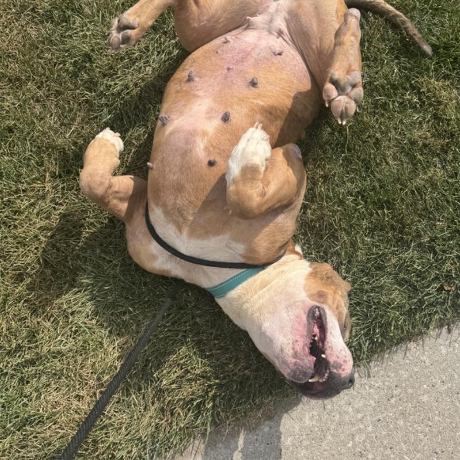 Luv, a Adoptable American Staffordshire Terrier in Grand Rapids, MI image 2/5