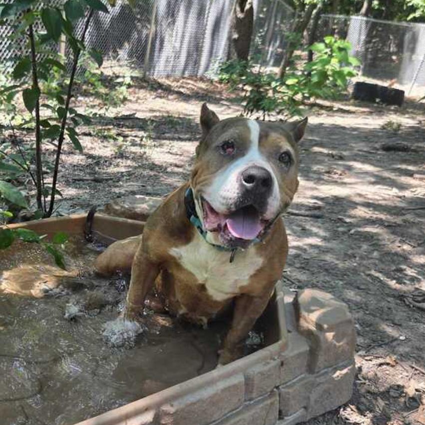 Luv, a Adoptable American Staffordshire Terrier in Grand Rapids, MI image 3/5