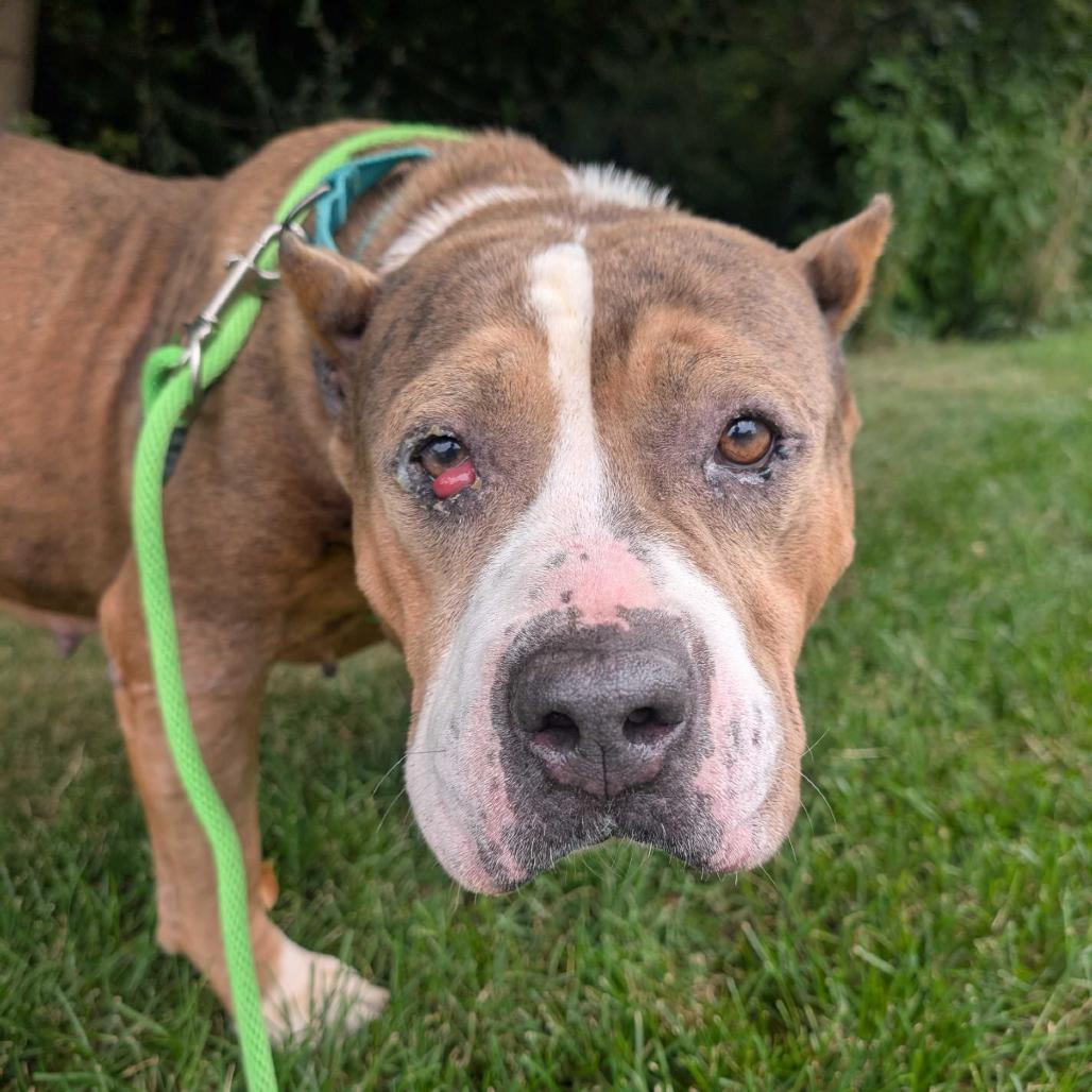 Luv, a Adoptable American Staffordshire Terrier in Grand Rapids, MI image 4/5