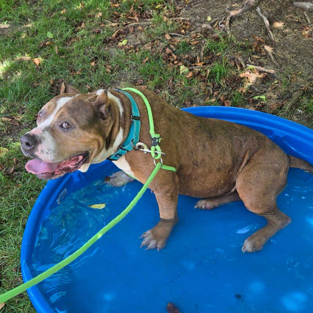 Luv, a Adoptable American Staffordshire Terrier in Grand Rapids, MI image 5/5