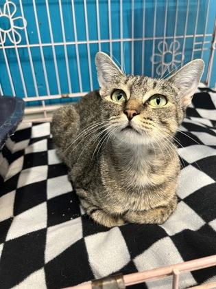 Rubi, Adoptable, Adult Female Domestic Short Hair.