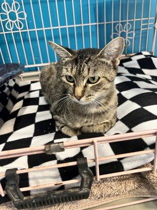 Enlarge Rubi, a Adoptable Domestic Short Hair in Plano, TX image 2/3
