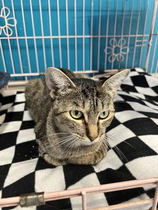 Enlarge Rubi, a Adoptable Domestic Short Hair in Plano, TX image 3/3