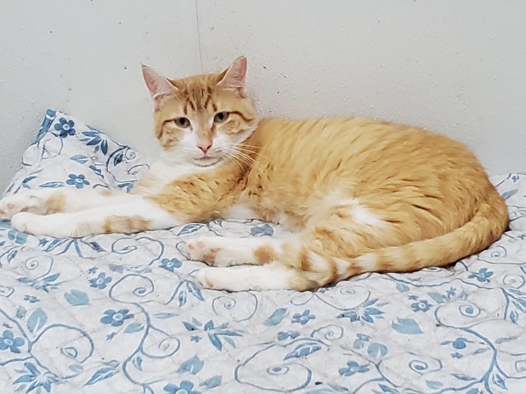 Enlarge Goliath, a Adoptable Domestic Short Hair in Philippi, WV image 1/2