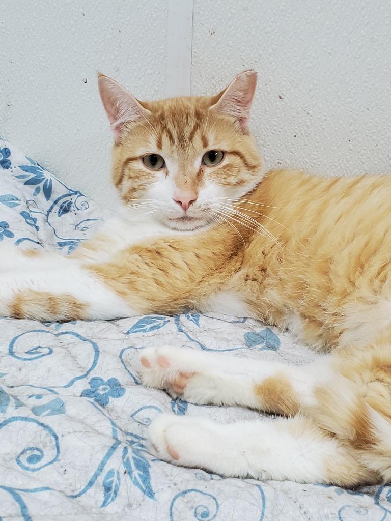 Enlarge Goliath, a Adoptable Domestic Short Hair in Philippi, WV image 2/2