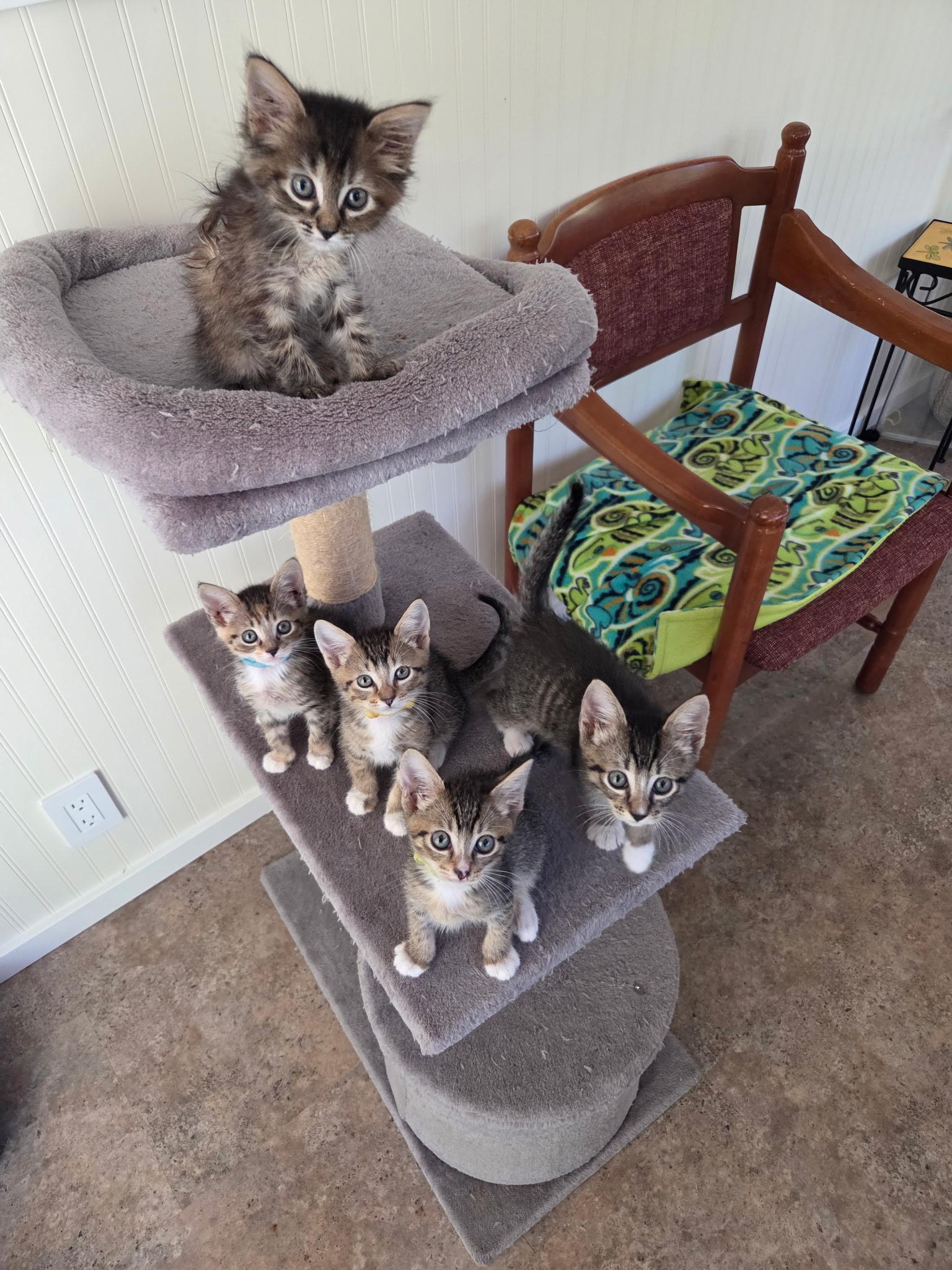 Enlarge Skidder, a Adoptable Domestic Short Hair in Tillamook, OR image 4/5