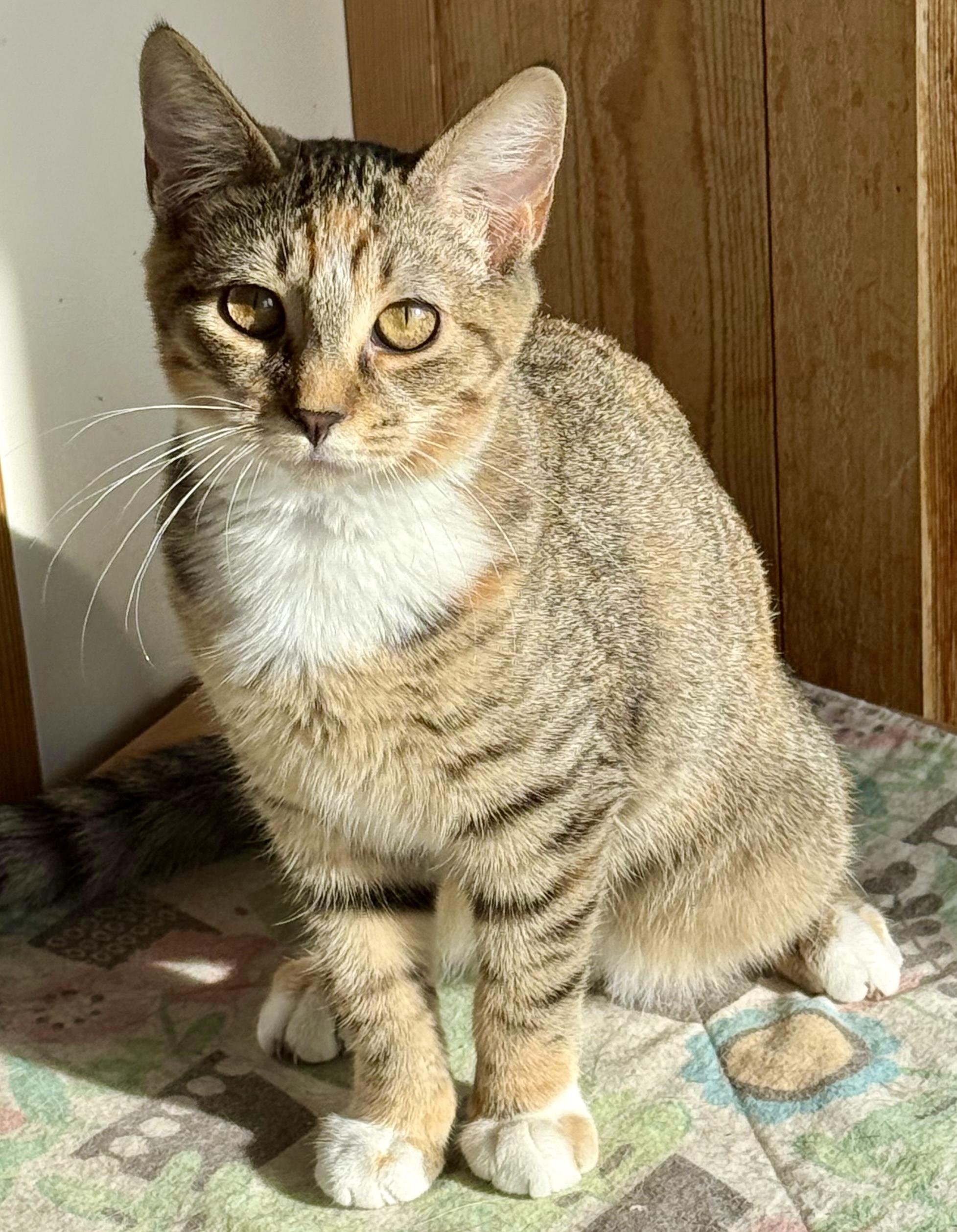 Enlarge Skidder, a Adoptable Domestic Short Hair in Tillamook, OR image 1/5