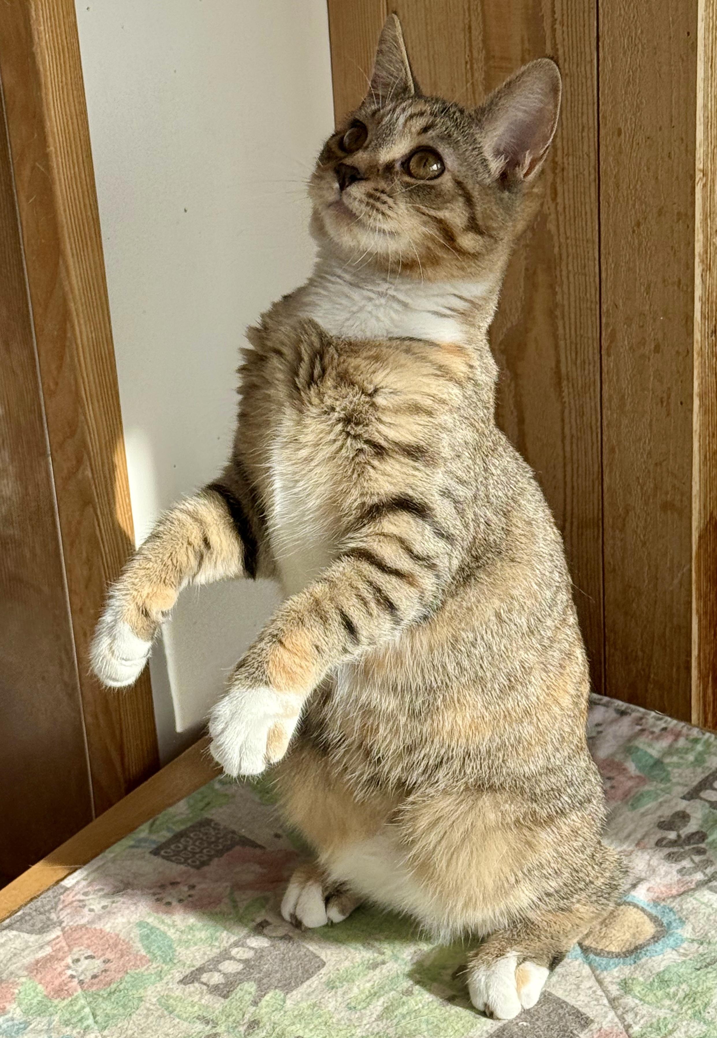 Enlarge Skidder, a Adoptable Domestic Short Hair in Tillamook, OR image 2/5