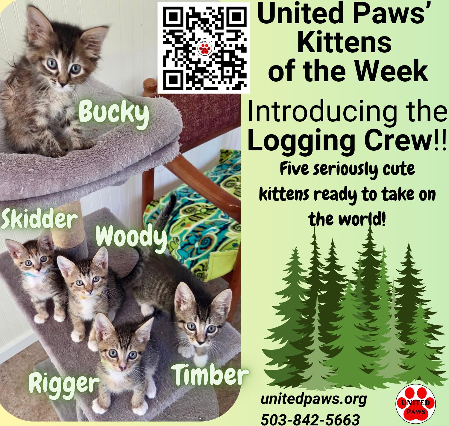 Enlarge Skidder, a Adoptable Domestic Short Hair in Tillamook, OR image 5/5